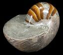 Large, Polished Nautilus Fossil - Madagascar #61343-2